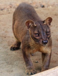 Fossa are only found on Madagascar (Copyright: Chad Teer, Wikimedia Creative Commons)
