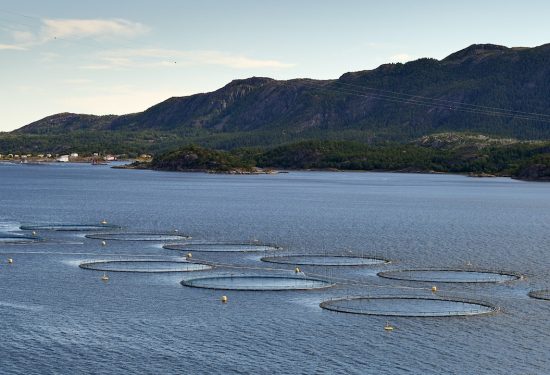 This is what aquaculture looks like (Copyright: Barnabas Davoti at Pexels)
