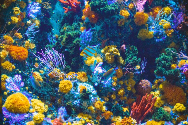 Healthy and colorful marine life (Copyright: Shaun Low at Unsplash)