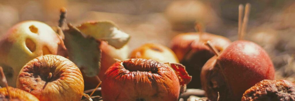 daniel-schlegel-essen-abfall-scaled