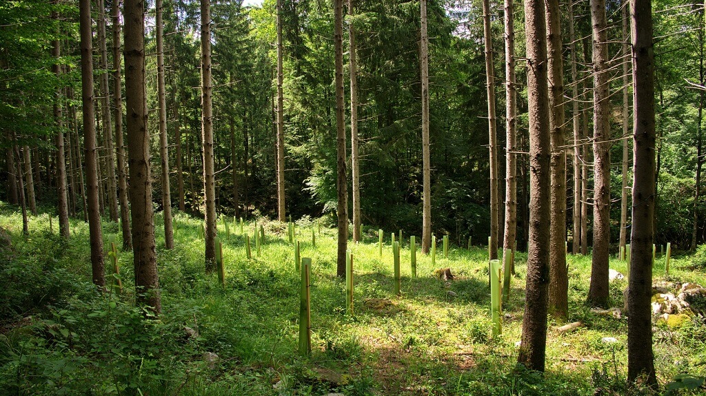daniel-schlegel-umweltstiftung-projekte-aufforstung-waldschutz