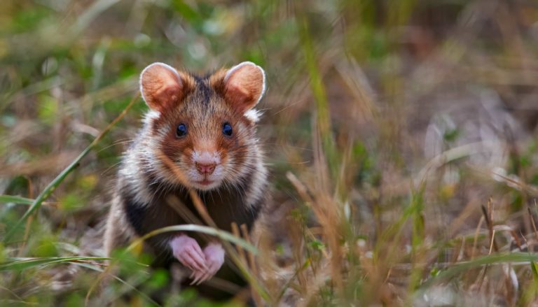 daniel-schlegel-zdenek-machacek-WZC1_6ChfMs-unsplash.2-1-768x439