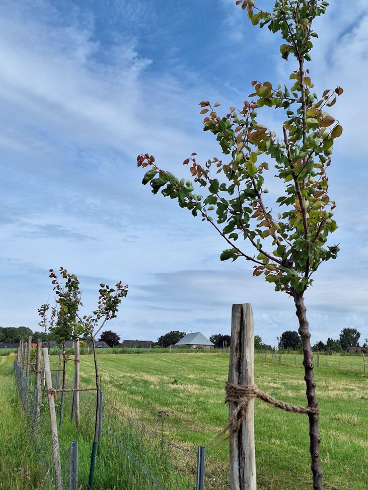daniel-schlegel-umweltstiftung-projekte-agroforst-2