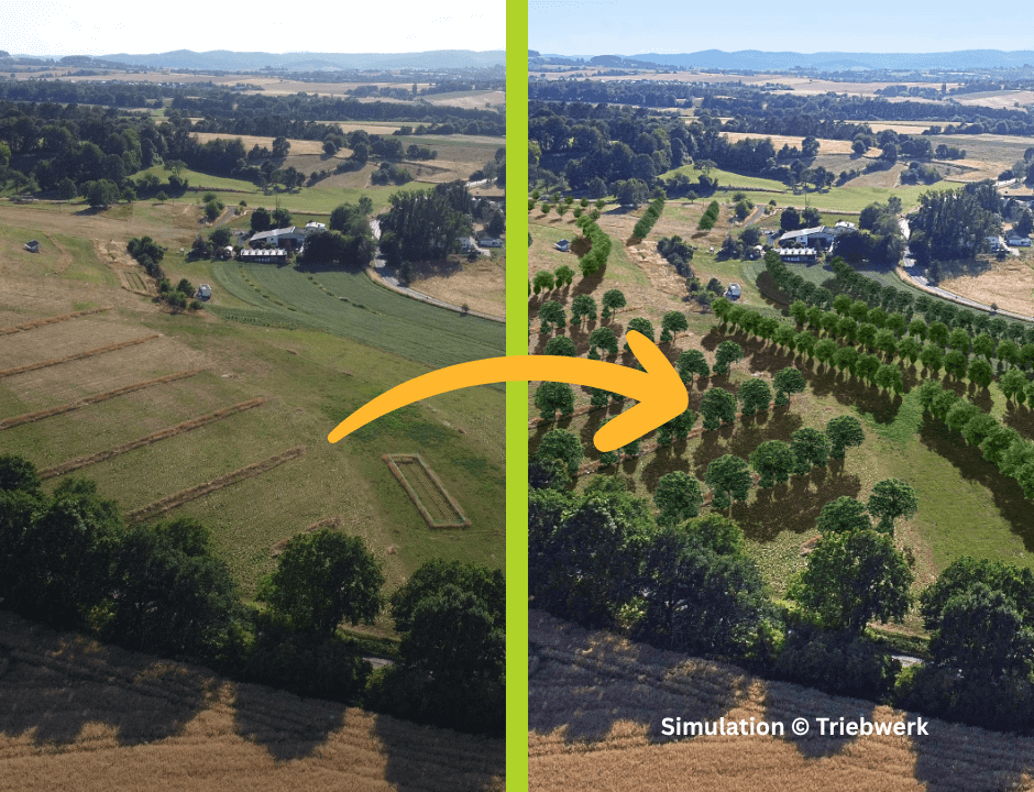 daniel-schlegel-umweltstiftung-projekte-agroforst-vorher-nachher-vergleich-8